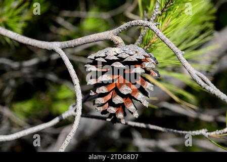 Le pin d'Alep (Pinus halepensis) est un conifères originaire du bassin méditerranéen. Il est particulièrement abondant dans l'est de l'Espagne. Détail cône. Cette photo Banque D'Images