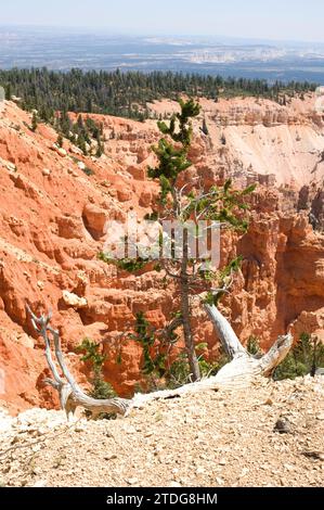 Le pin de Bristlecone du grand bassin (Pinus longaeva) est un conifères de très longue durée (plus de 5,000 ans). Est originaire de la Californie, du Nevada et de l'Utah. Banque D'Images