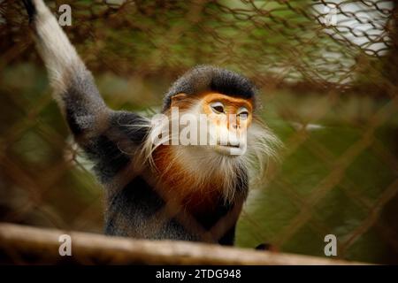 Singe de vêtements à pattes rouges au CUC Phoung Jungle Banque D'Images