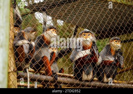 Singe de vêtements à pattes rouges au CUC Phoung Jungle Banque D'Images