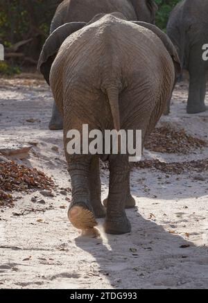 Le dos de l'éléphant d'Afrique s'éloignant de la caméra, Damaraland, Namibie Banque D'Images