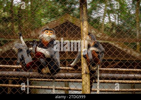 Singe de vêtements à pattes rouges au CUC Phoung Jungle Banque D'Images