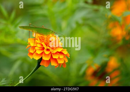 Un sauterelle sur la fleur dans la jungle de CUC Phuong Banque D'Images