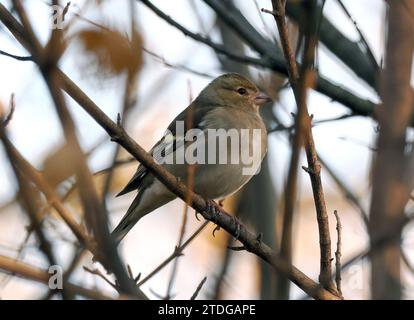 Chaffinch, Buchfink, Pinson des arbres, Fringilla coelebs, erdei pinty, Budapest, Hongrie, Magyarország, Europe Banque D'Images