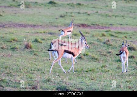 Groupe des gazelles de Thomson Banque D'Images