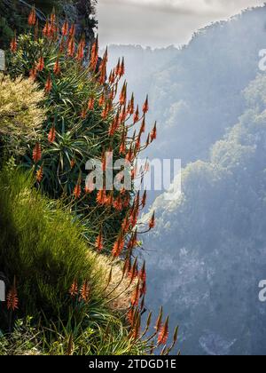 Red Hot Pokers grandissant sauvage sur le flanc de la montagne à Eira do Serrado à Madère. Banque D'Images