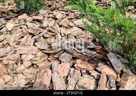 Paillis d'écorce d'arbre posé sous les buissons de conifères utilisés dans le jardinage Banque D'Images