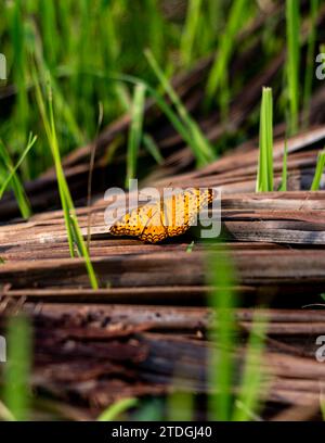 Papillon léopard commun (Phalanta phalantha) perché sur une feuille de noix de coco sèche exposée au soleil matinal Banque D'Images