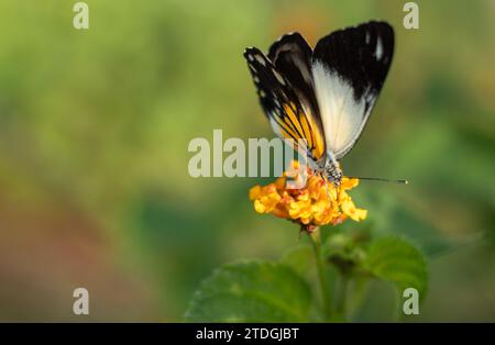 Caper blanc belenois Java - beau papillon sucant le nectar de fleurs de camara Lantana sur la plage le matin. Banque D'Images