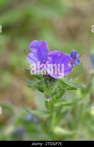 Bugloss de vipère commune (Echium vulgare), gros plan de fleur de front, Rhénanie du Nord-Westphalie, Allemagne Banque D'Images