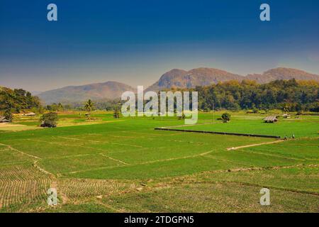 Un grand champ de riz et les gens qui le cultivent construisent dessus, en arrière-plan de belles montagnes du nord de la Thaïlande Banque D'Images