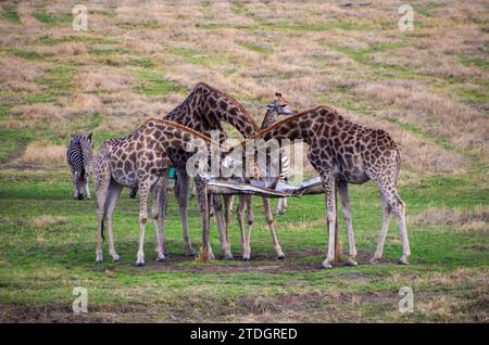 Les girafes adultes mangent dans un lieu de ravitaillement à Mukuvisi Woodlands à Harare, au Zimbabwe. Crédit : Vuk Valcic/Alamy Banque D'Images