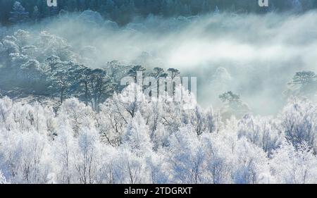 Glen Affric Cannich Écosse tôt le matin de l'hiver brume et gel couvrant les pins calédoniens et les bouleaux Banque D'Images