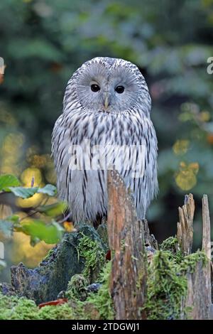 Hibou de l'Oural (Strix uralensis), parc national de la forêt bavaroise, Bavière, Allemagne, captive Banque D'Images