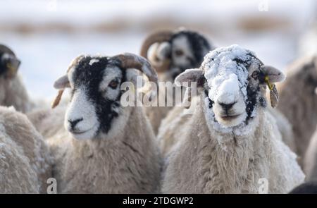 Swaledale brebis couvertes de neige sur un moring d'hiver. Parc national des Yorkshire Dales, Royaume-Uni. Banque D'Images