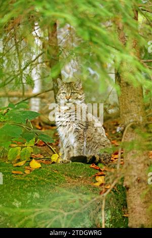 Chat sauvage (Felis silvestris), parc national de la forêt bavaroise, Bavière, Allemagne, captive Banque D'Images