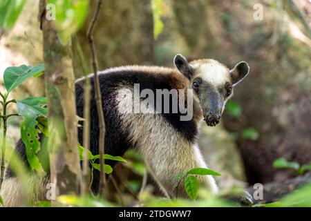 tamandua du Nord (Tamandua mexicana), fourmière debout dans la forêt et regardant à travers le feuillage, Costa Rica Banque D'Images