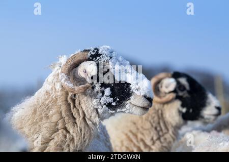 Swaledale brebis couvertes de neige sur un moring d'hiver. Parc national des Yorkshire Dales, Royaume-Uni. Banque D'Images