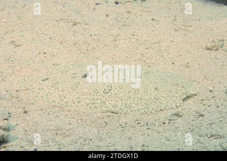 Semelle sans finin bien camouflée (Pardachirus marmoratus) dans le sable. Site de plongée House Reef, mangrove Bay, El Quesir, Mer Rouge, Egypte Banque D'Images