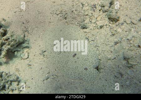 Semelle sans finin bien camouflée (Pardachirus marmoratus) dans le sable. Site de plongée House Reef, mangrove Bay, El Quesir, Mer Rouge, Egypte Banque D'Images