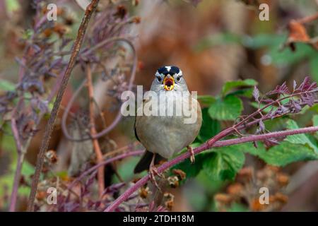 Sparrow couronné blanc chantant Banque D'Images