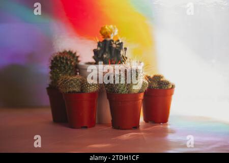 Collection de petits cactus en pot sur fond coloré. Cultiver des cactus dans le jardin. Diverses plantes du désert sur une table. Horticulture, concept de jardinage Banque D'Images