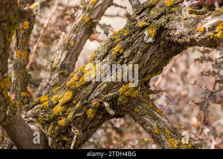 Lichens foliaires colorés sur une branche d'arbre dans le désert à Sego Canyon près de Thompson, Utah. Banque D'Images