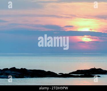 Un oiseau perché sur un rocher au milieu de la rue Fleuve Laurent devant Métis-sur-Mer au coucher du soleil. Métis-sur-Mer, Québec, Canada. Banque D'Images