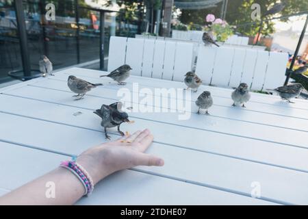 Les petits oiseaux prennent de la nourriture d'une main tendue dans un restaurant. Banque D'Images