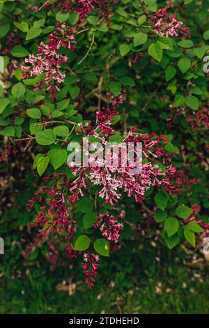 Gros plan de syringa meyeri palibin rose, lilas coréen nain Banque D'Images