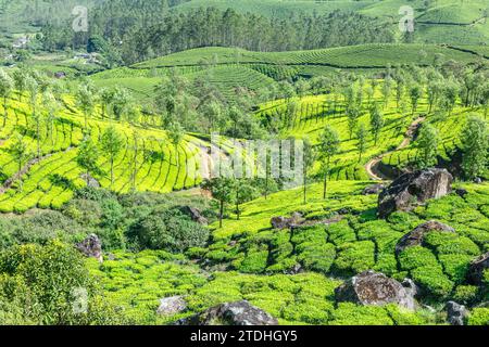 Champs verts de plantations de thé sur le paysage des collines, Munnar, Kerala, sud de l'Inde Banque D'Images