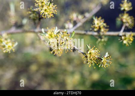 Branche florissante d'un cornouillaire avec des fleurs jaunes au printemps Banque D'Images