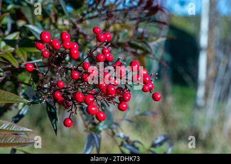 Fruits rouges ronds d'une plante de baies avec des gouttes de rosée sur un fond de feuilles vertes. Baies toxiques de Nandina domestica. Banque D'Images