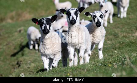 Jeunes agneaux Mule du Nord de l'Angleterre jouant dans un pâturage pendant le temps de l'agneau dans les Yorkshire Dales. ROYAUME-UNI. Banque D'Images