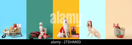 Collage de différents chiens avec des cadeaux de Noël sur fond de couleur Banque D'Images