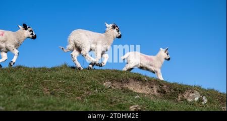 Jeunes agneaux Mule du Nord de l'Angleterre jouant dans un pâturage pendant le temps de l'agneau dans les Yorkshire Dales. ROYAUME-UNI. Banque D'Images