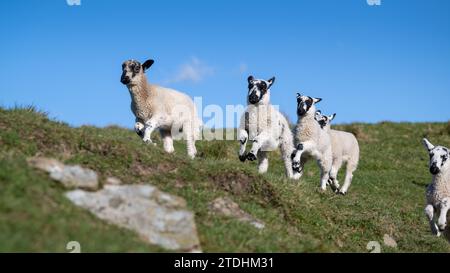 Jeunes agneaux Mule du Nord de l'Angleterre jouant dans un pâturage pendant le temps de l'agneau dans les Yorkshire Dales. ROYAUME-UNI. Banque D'Images