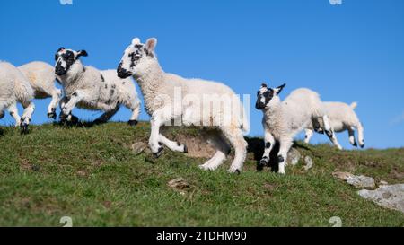 Jeunes agneaux Mule du Nord de l'Angleterre jouant dans un pâturage pendant le temps de l'agneau dans les Yorkshire Dales. ROYAUME-UNI. Banque D'Images