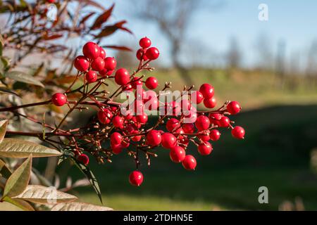 Fruits rouges ronds d'une plante de baies avec des gouttes de rosée sur un fond de feuilles vertes. Nandina domestica baies toxiques, plante également connue sous le nom de bam céleste Banque D'Images