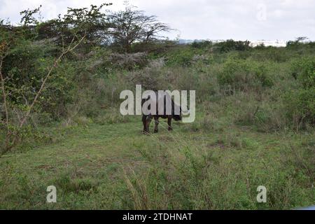 Un buffle d'eau adulte marchant sur la savane d'herbe devant quelques buissons dans le parc national de Nairobi Banque D'Images