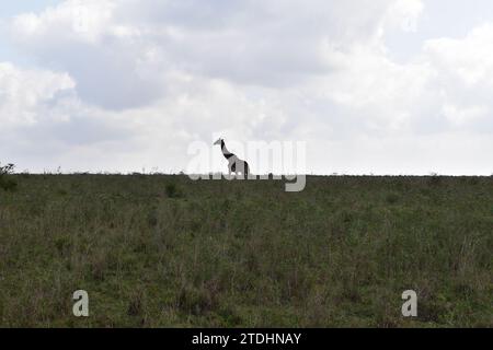 Silhouette d'une grande girafe debout seule dans les plaines de savane d'herbe dans le parc national de Nairobi Banque D'Images