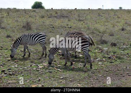 Un troupeau de zèbres qui paissent dans les plaines herbeuses du parc national de Nairobi Banque D'Images