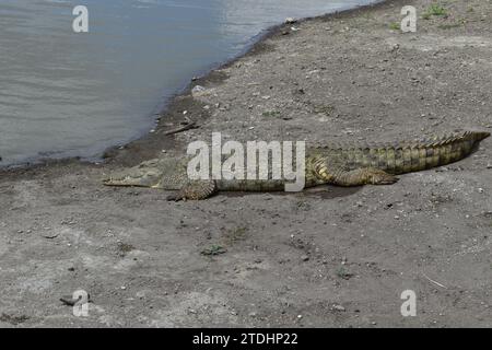 Crocodile posé sur la rive sablonneuse d'un lac dans le parc national de Nairobi Banque D'Images