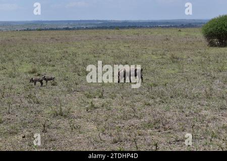 Mère de phacochères et deux bébés phacochères pâturant dans les plaines herbeuses du parc national de Nairobi Banque D'Images