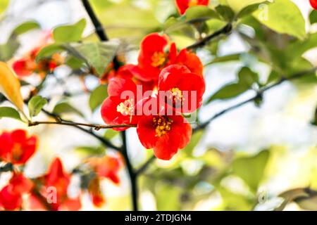 Fleurs rouges de coing japonais (Chaenomeles japonica) Banque D'Images