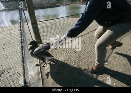 El Rocío Huelva 01-18-2006 rapport pour ABC de los Domingos sur le contrôle effectué sur les oiseaux migrateurs dans le parc national de Doñana et ses environs photo Jaime García dans le piège à image pour oiseaux. Crédit : Album / Archivo ABC / Jaime García Banque D'Images