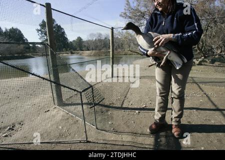 El Rocío Huelva 01-18-2006 rapport pour ABC de los Domingos sur le contrôle effectué sur les oiseaux migrateurs dans le parc national de Doñana et ses environs photo Jaime García dans le piège à image pour oiseaux. Crédit : Album / Archivo ABC / Jaime García Banque D'Images