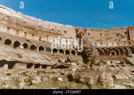 Archive 1994 film photographie de chat sauvage profitant du soleil dans le bâtiment historique Colisée à Rome en Italie. Banque D'Images