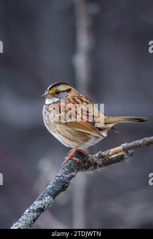 Le moineau à gorge blanche est un petit oiseau qui fréquente les mangeoires Banque D'Images