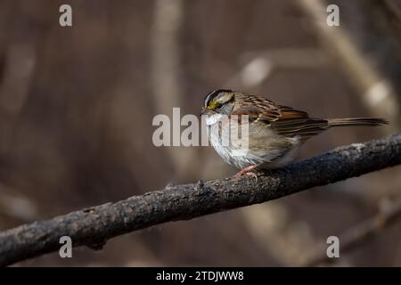 Le moineau à gorge blanche est un petit oiseau qui fréquente les mangeoires Banque D'Images